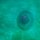 blaue Schirm-Qualle